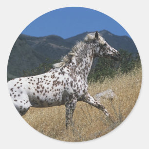 Adesivo Cavalo do Appaloosa que funciona acima a montanha