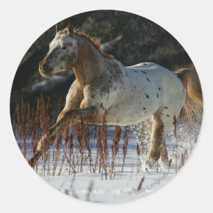 Adesivo Cavalo do Appaloosa que funciona na neve