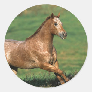Adesivo Cavalo do Appaloosa que funciona no campo gramíne
