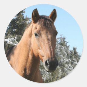 Adesivo Cavalo do inverno