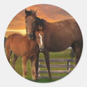 Adesivo Cavalo e pônei