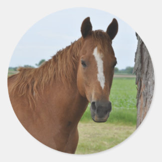 Adesivo Cavalo junto à Árvore