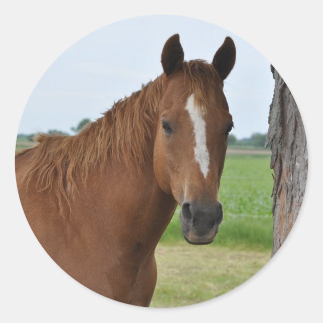 Adesivo Cavalo junto à Árvore (Frente)