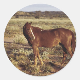 Adesivo Cavalo na Pastura