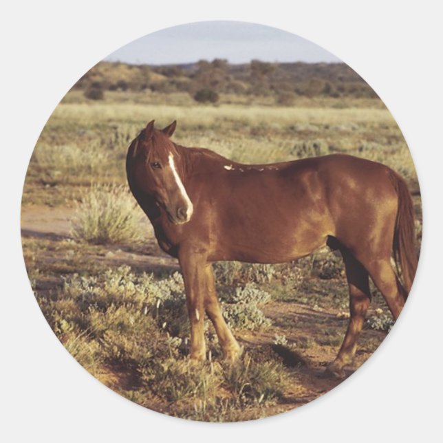Adesivo Cavalo na Pastura (Frente)
