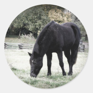Adesivo Cavalo preto que pasta na fotografia do campo de
