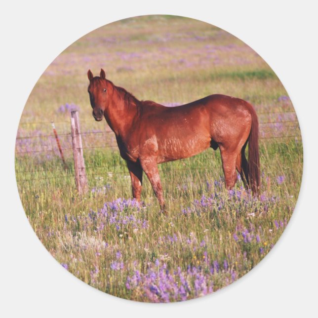 Adesivo cavalo quarto (Frente)