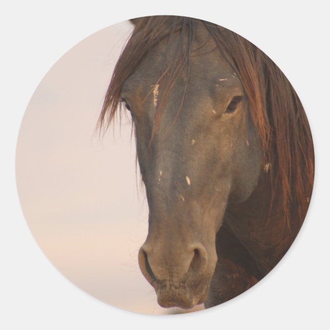 ADESIVO CAVALO SELVAGEM DE UTAH NO DESERTO OCIDENTAL (Frente)