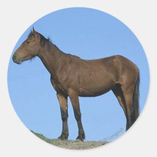 Adesivo Cavalo selvagem do mustang