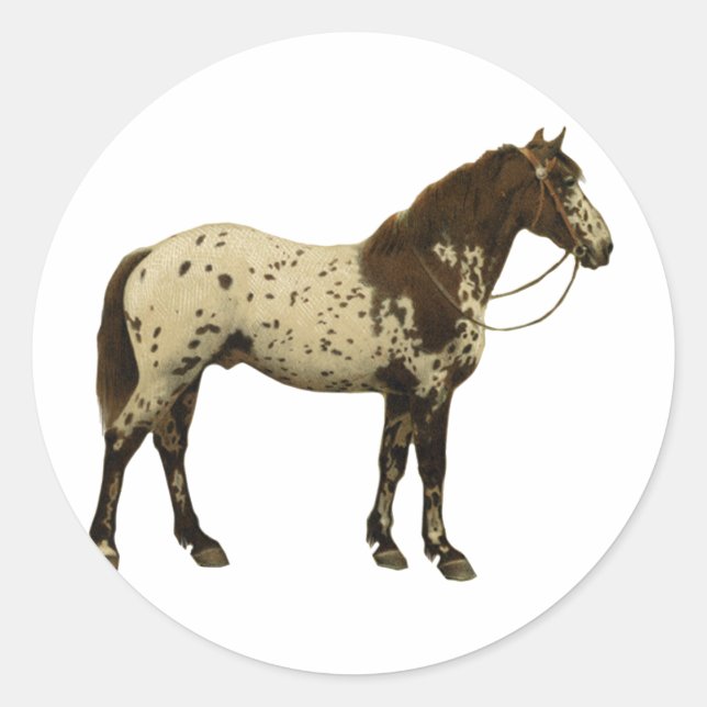 Adesivo Cavalos Antigos - Appaloosa (Frente)