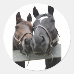 Adesivo Cavalos apaixonados
