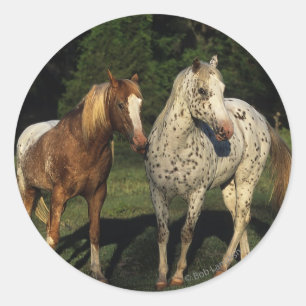 Adesivo Cavalos Appaloosa