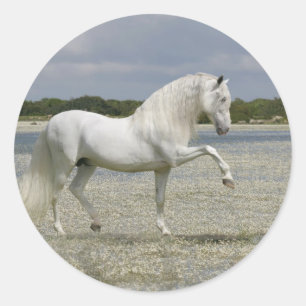 Adesivo Cavalos da fantasia: Senhor do lago
