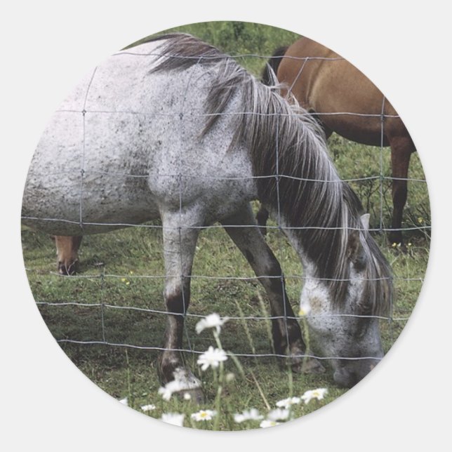 Adesivo Cavalos de Cruzamento (Frente)