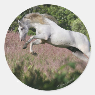 Adesivo Cavalos de Fantasia: Primavera Gallop