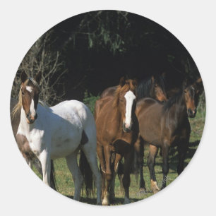 Adesivo Cavalos selvagens 1 do mustang