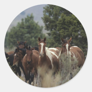 Adesivo Cavalos selvagens 2 do mustang