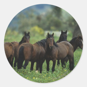 Adesivo Cavalos selvagens 3 do mustang