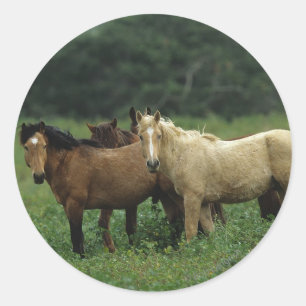 Adesivo Cavalos selvagens 4 do mustang