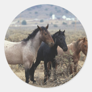 Adesivo Cavalos selvagens 5 do mustang