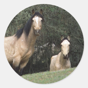 Adesivo Cavalos selvagens 6 do mustang