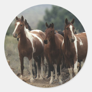Adesivo Cavalos selvagens 7 do mustang