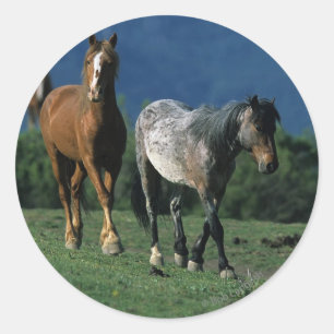 Adesivo Cavalos selvagens do mustang