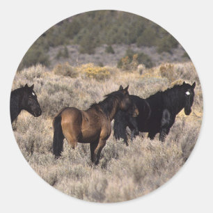 Adesivo Cavalos selvagens do mustang no deserto 2