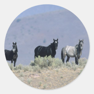 Adesivo Cavalos selvagens do mustang no deserto 3