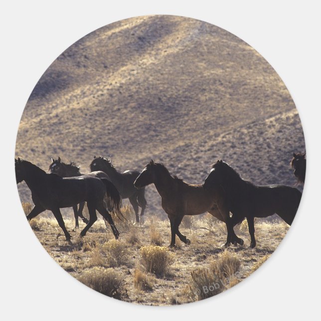 Adesivo Cavalos Selvagens Mustang no Deserto 1 (Frente)