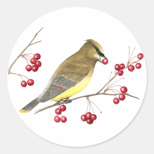 Adesivo Cedar Waxwing Bird Art Sticker (Frente)