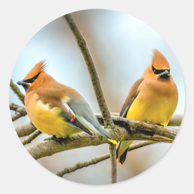 Adesivo Cedar Waxwing - Foto Original (Frente)