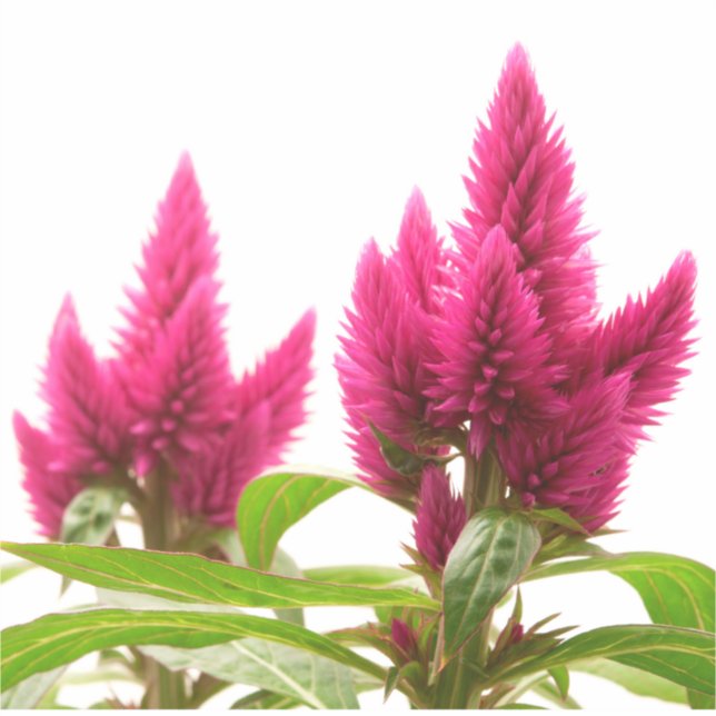 Adesivo Celosia argentea (Frente)