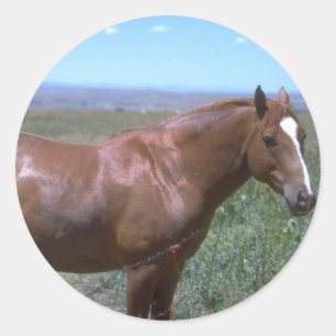 Adesivo Cena de Pastagem de Cavalo