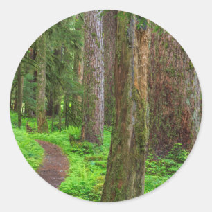 Adesivo Cenário de floresta primária