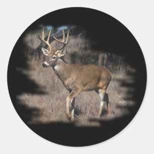 Adesivo Cervos de Whitetail no campo