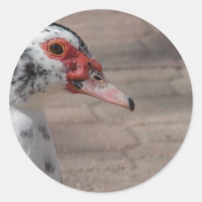 Adesivo Céu (Frente)