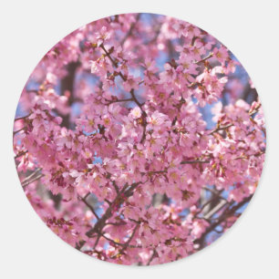 Adesivo Céu Rosa Flor de Cerejeira Sakura