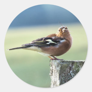 ADESIVO CHAFFINCH