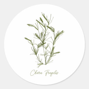 Adesivo Chara Fragilis Inspirada no Mar