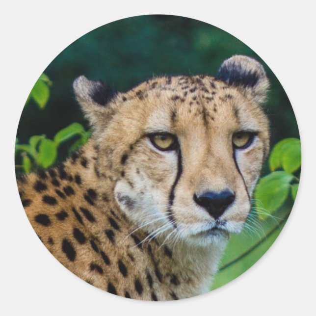 Adesivo Cheetah (Frente)