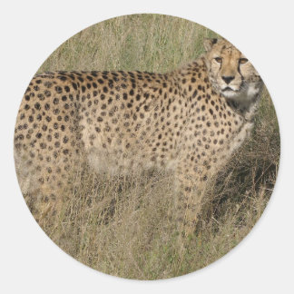 Adesivo Cheetah
