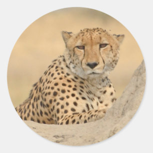 Adesivo Cheetah Gaze Sticker