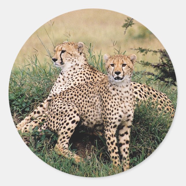 Adesivo Cheetah Pair (Frente)