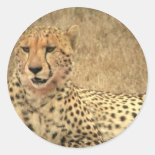 Adesivo Cheetah Spots Sticker