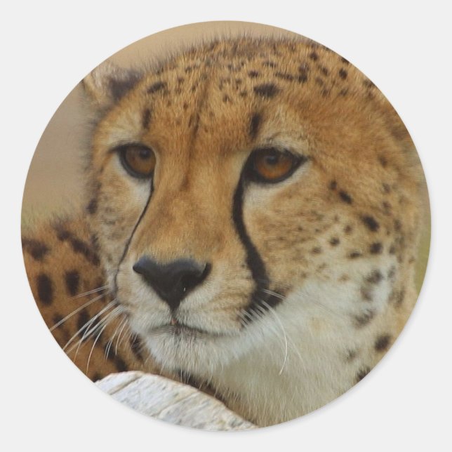 Adesivo Cheetah Sticker (Frente)