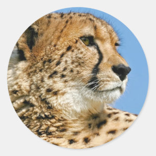 Adesivo Cheetah Sticker