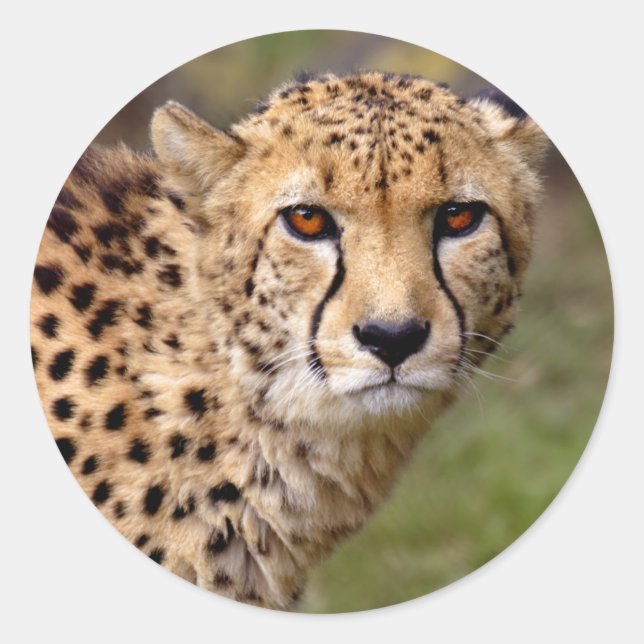 Adesivo Cheetah Sticker (Frente)