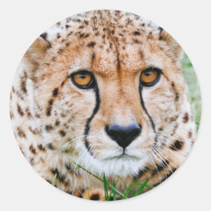 Adesivo Cheetah Stickers