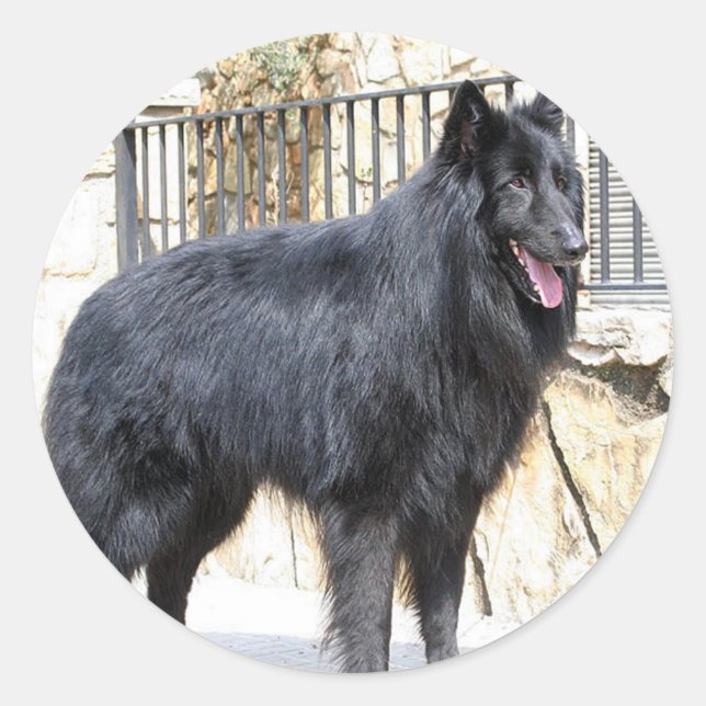 Adesivo Cheio belga (Groenendael) (Frente)